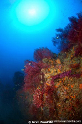 Habitat corralligeno - Mediterraneo by Enrico Zanzarella 